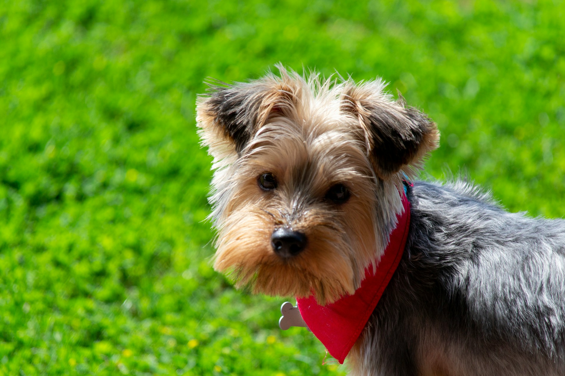 A cute dog standing on lush green grass | Source: Unsplash