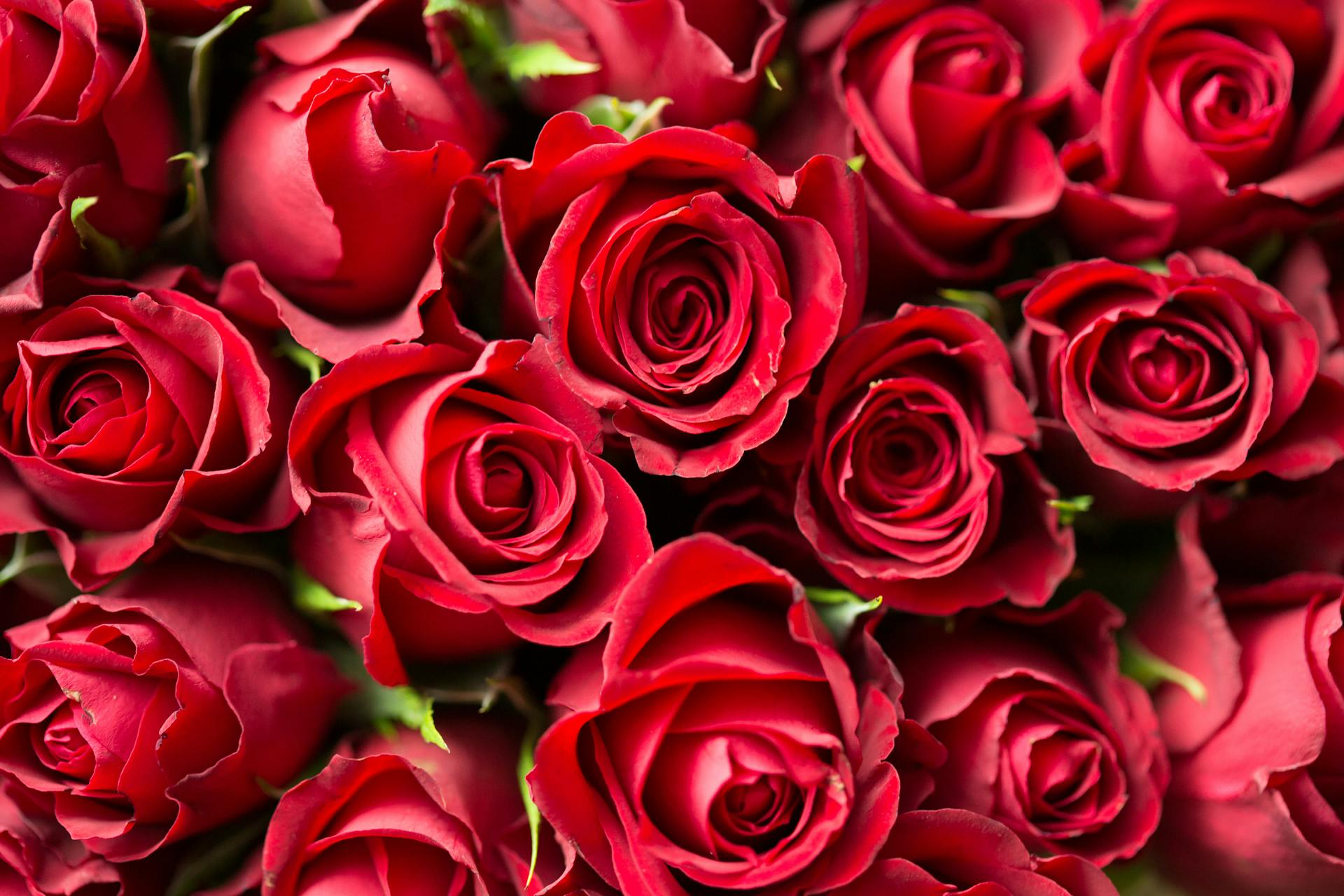 Close up of a bouquet of red roses | Source: Pexels