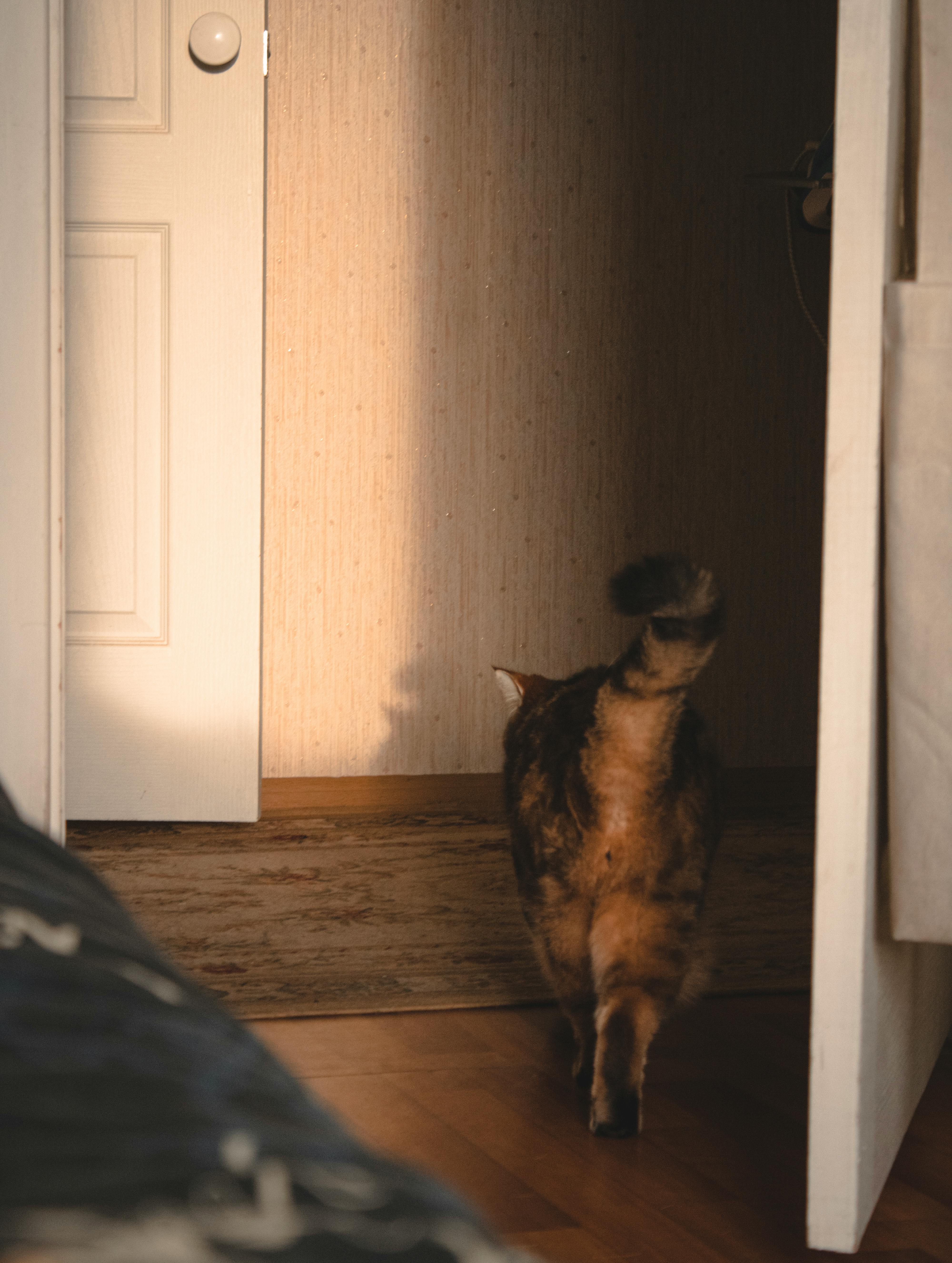 A cat walking away | Source: Pexels