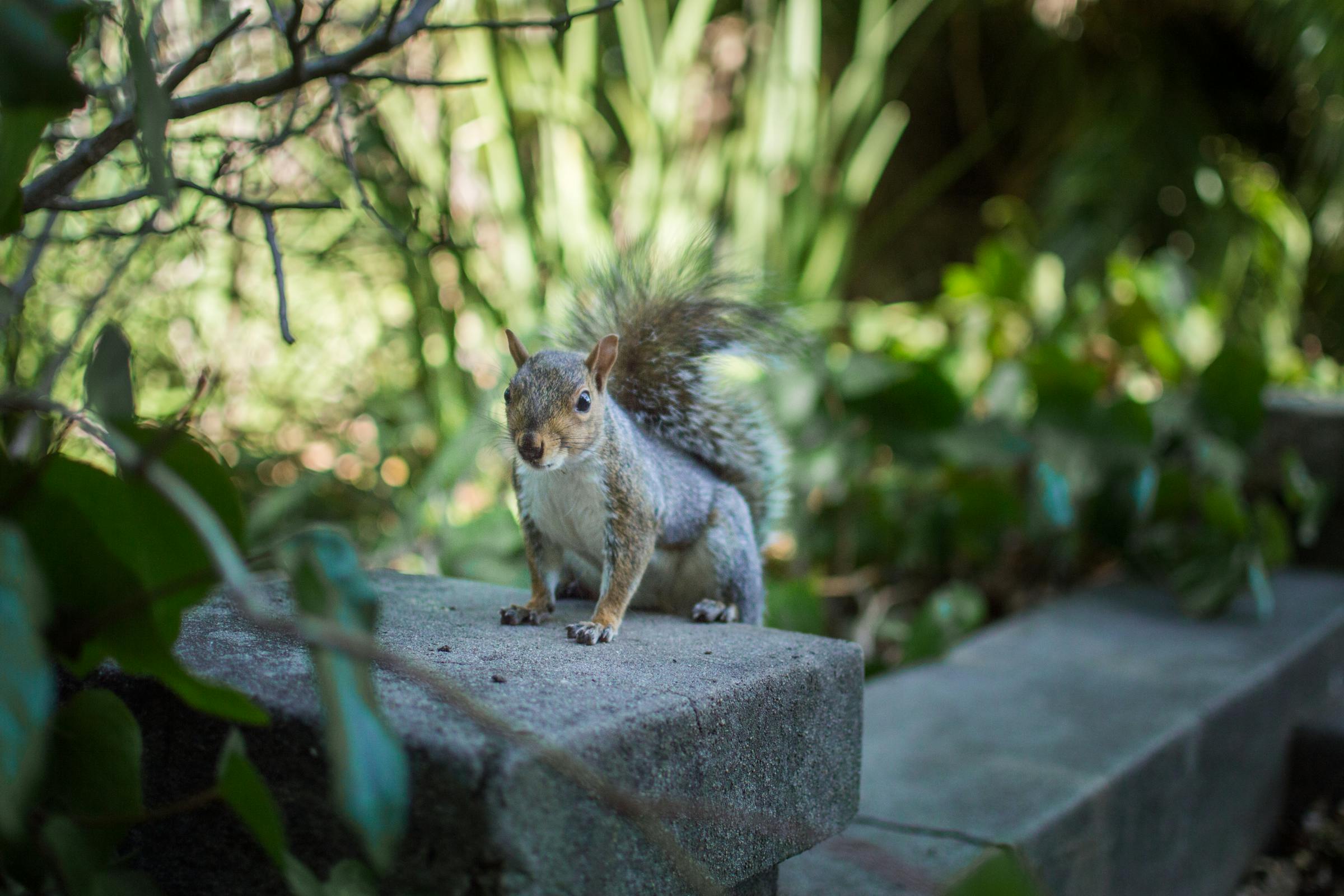 A squirrel in a garden | Source: Pexels