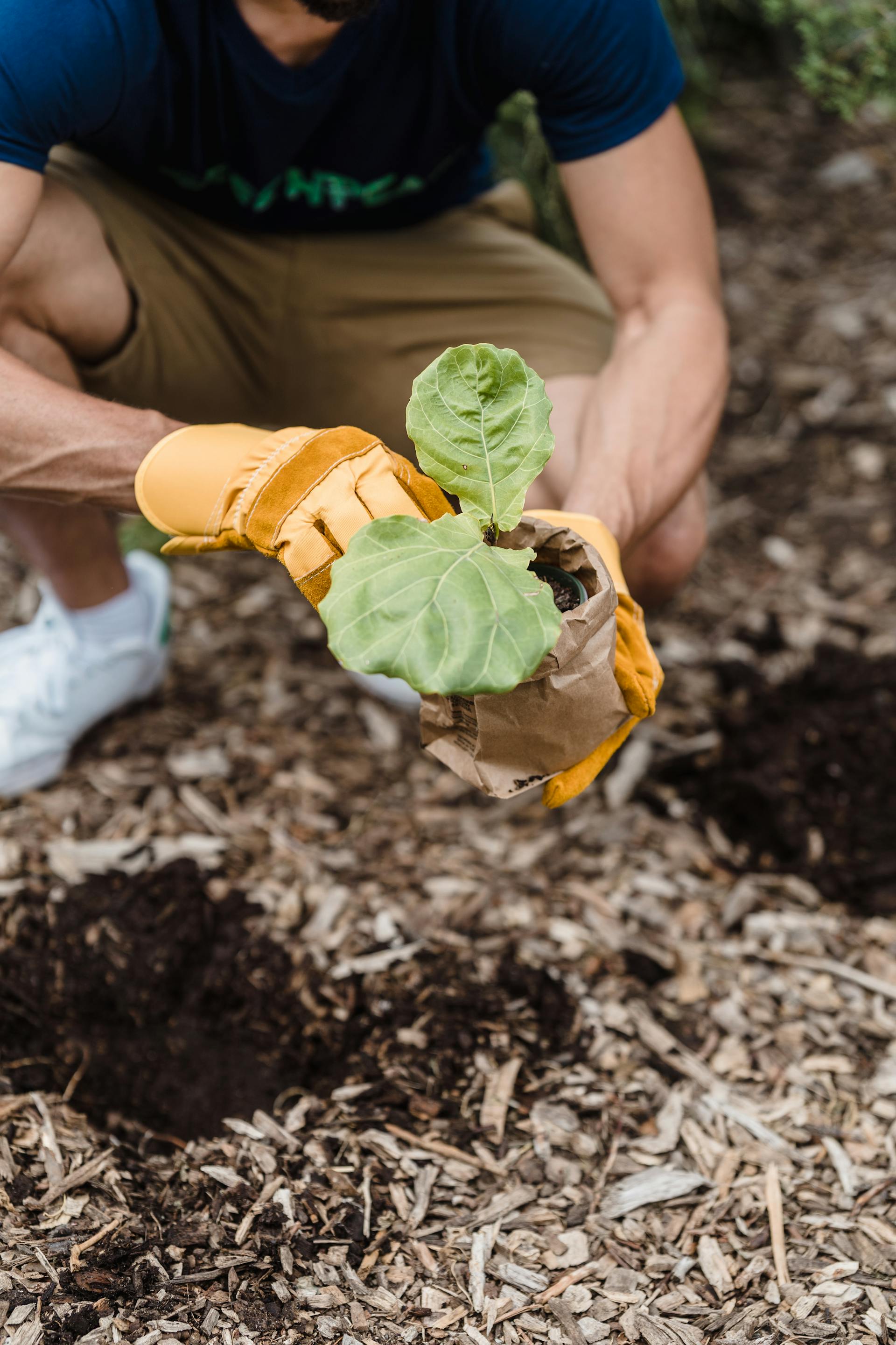 A man preparing to plant a seedling in fresh soil | Source: Pexels