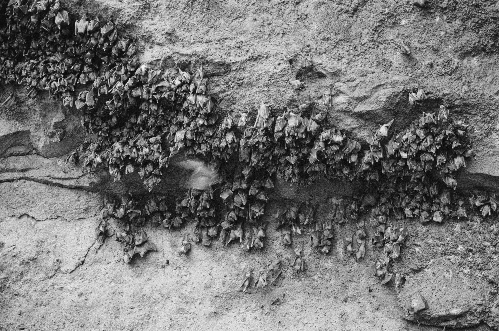 Bats hanging in a cave | Source: Pexels