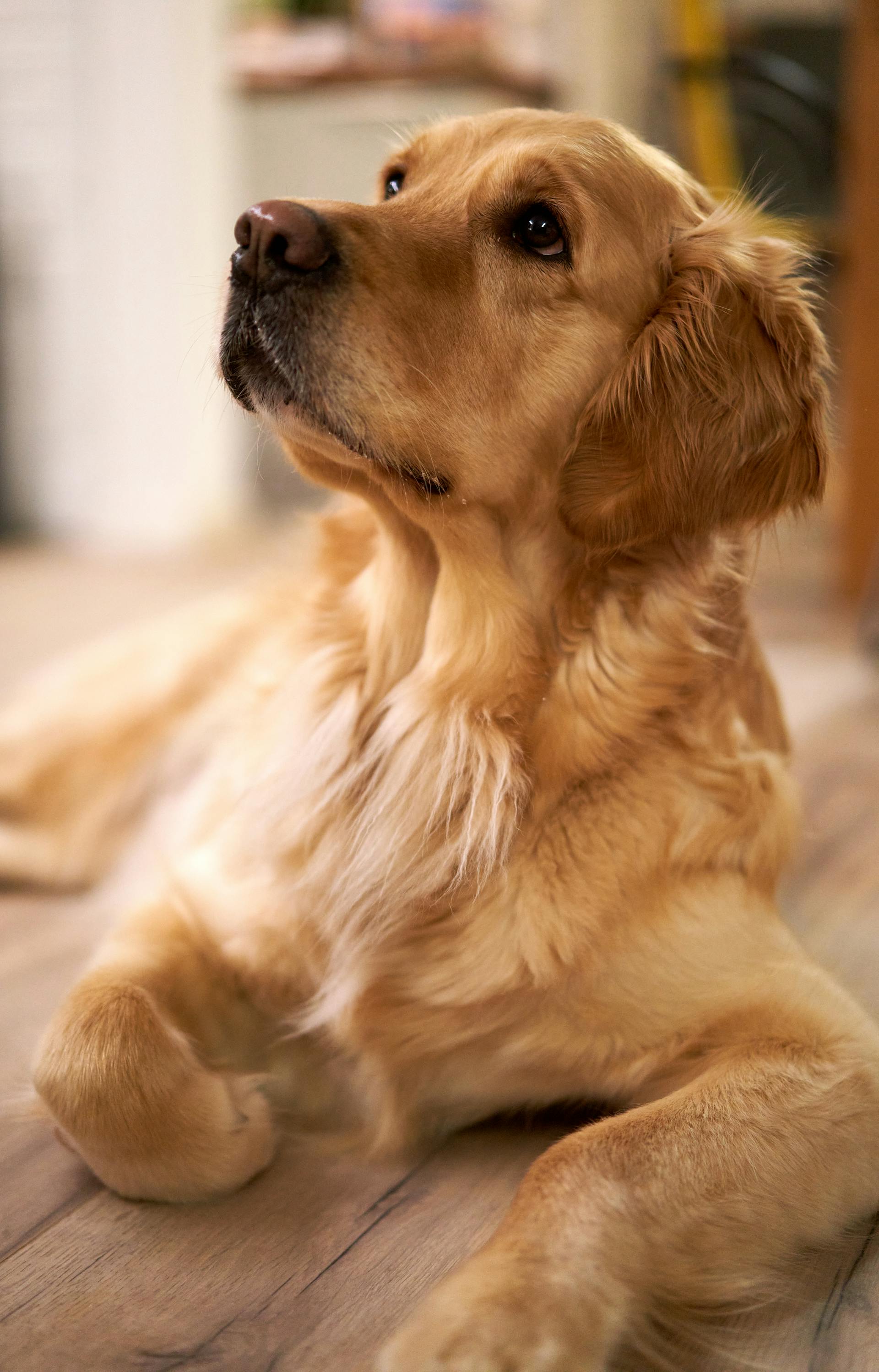A dog | Source: Pexels