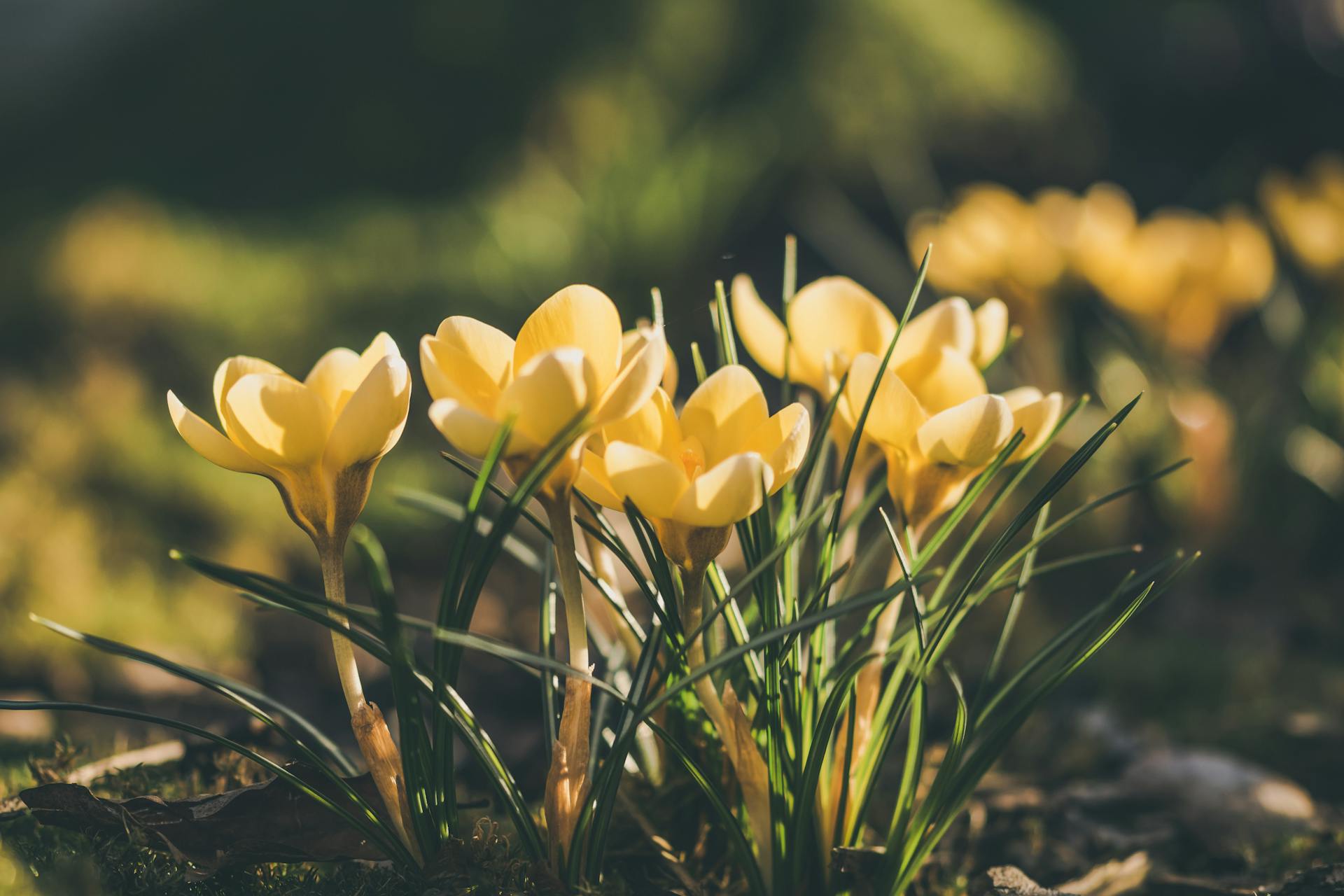 Yellow garden flowers | Source: Pexels