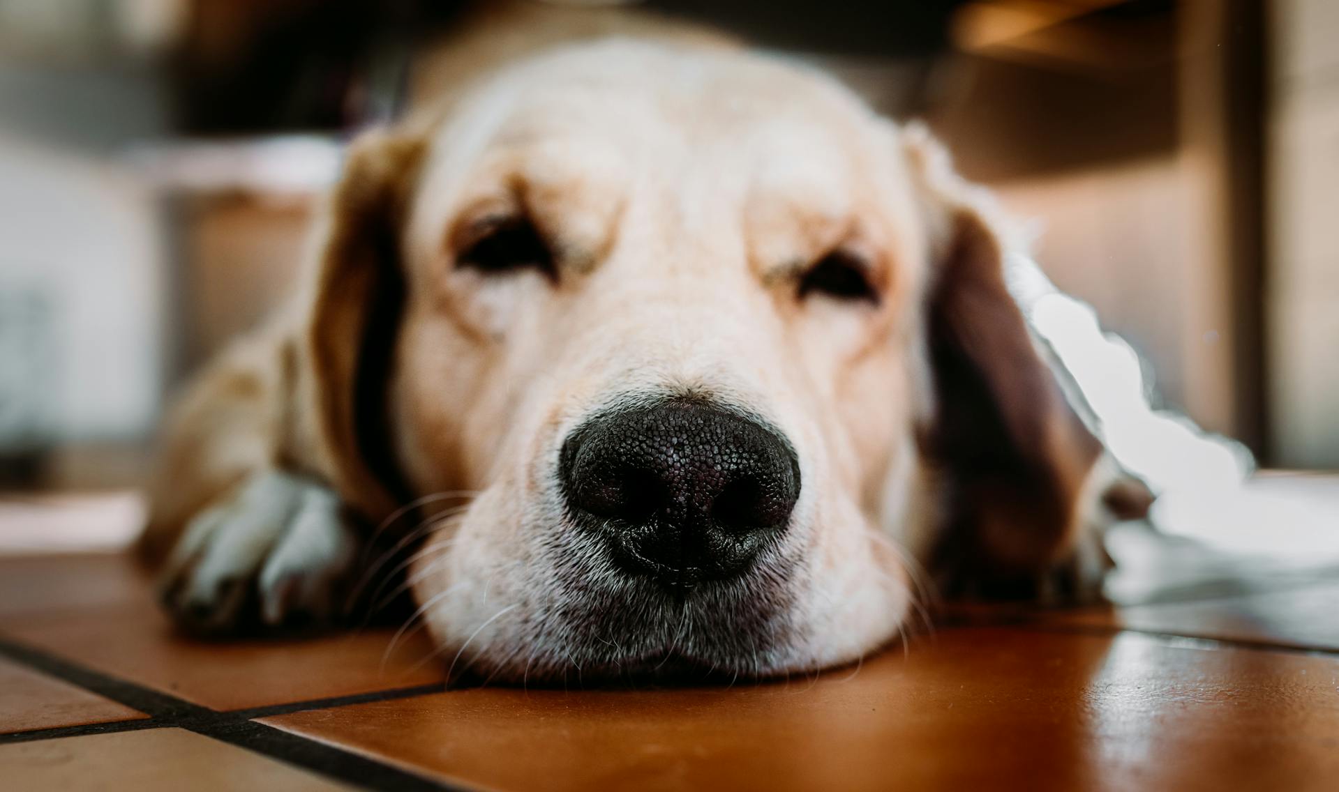 A close-up shot of a dog's face | Source: Pexels
