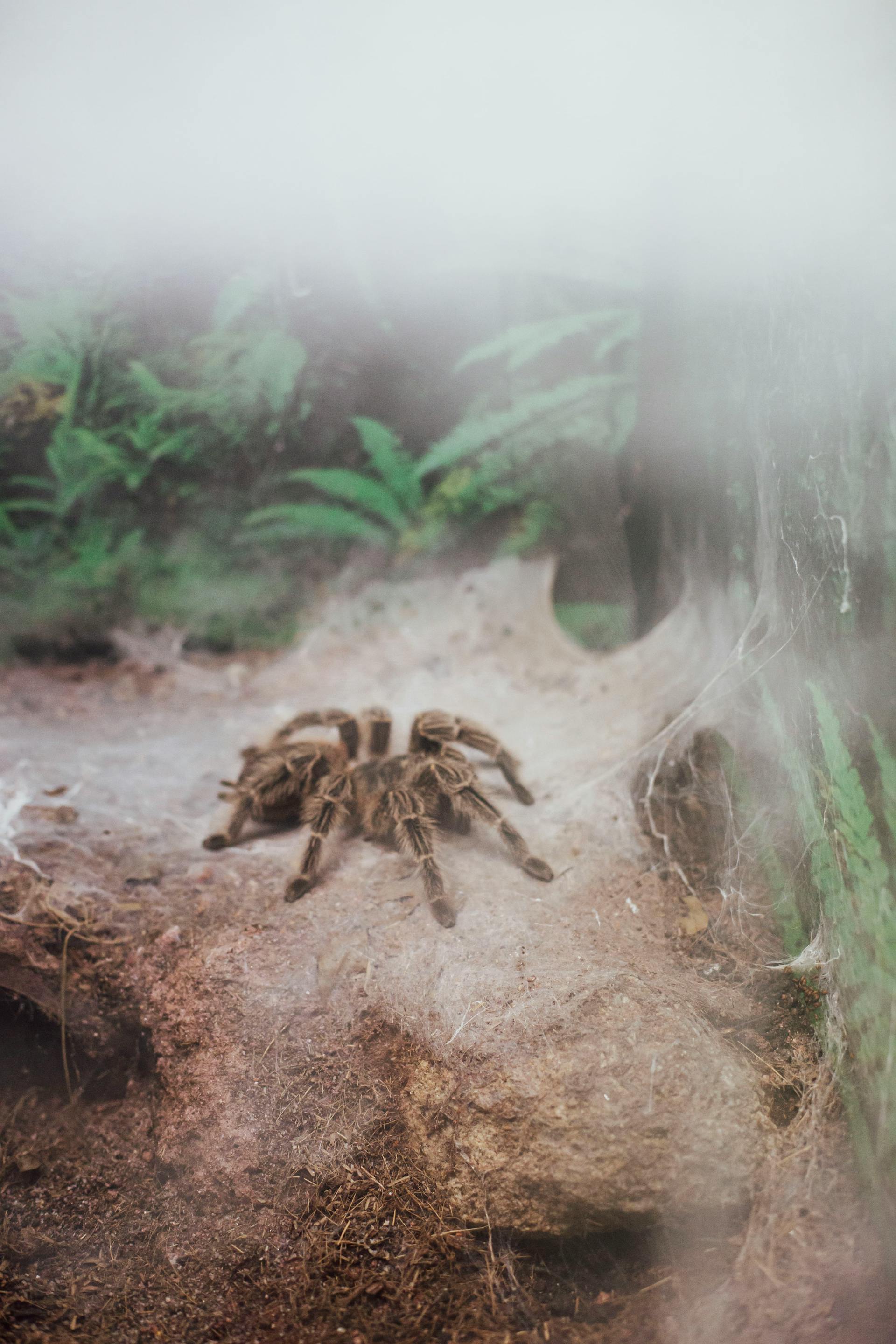 A spider in a terrarium | Source: Pexels