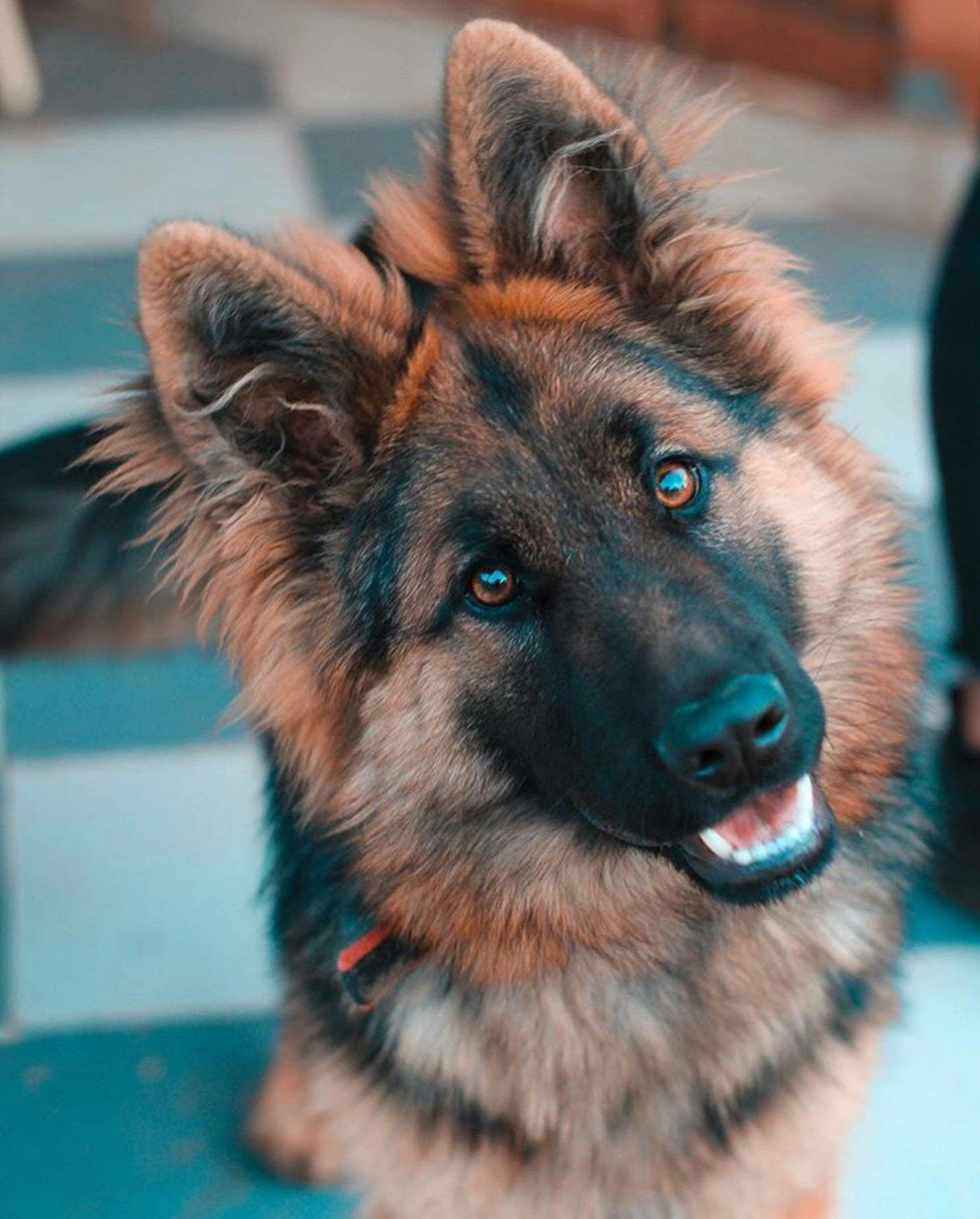 An adorable dog looking at its person | Source: Unsplash