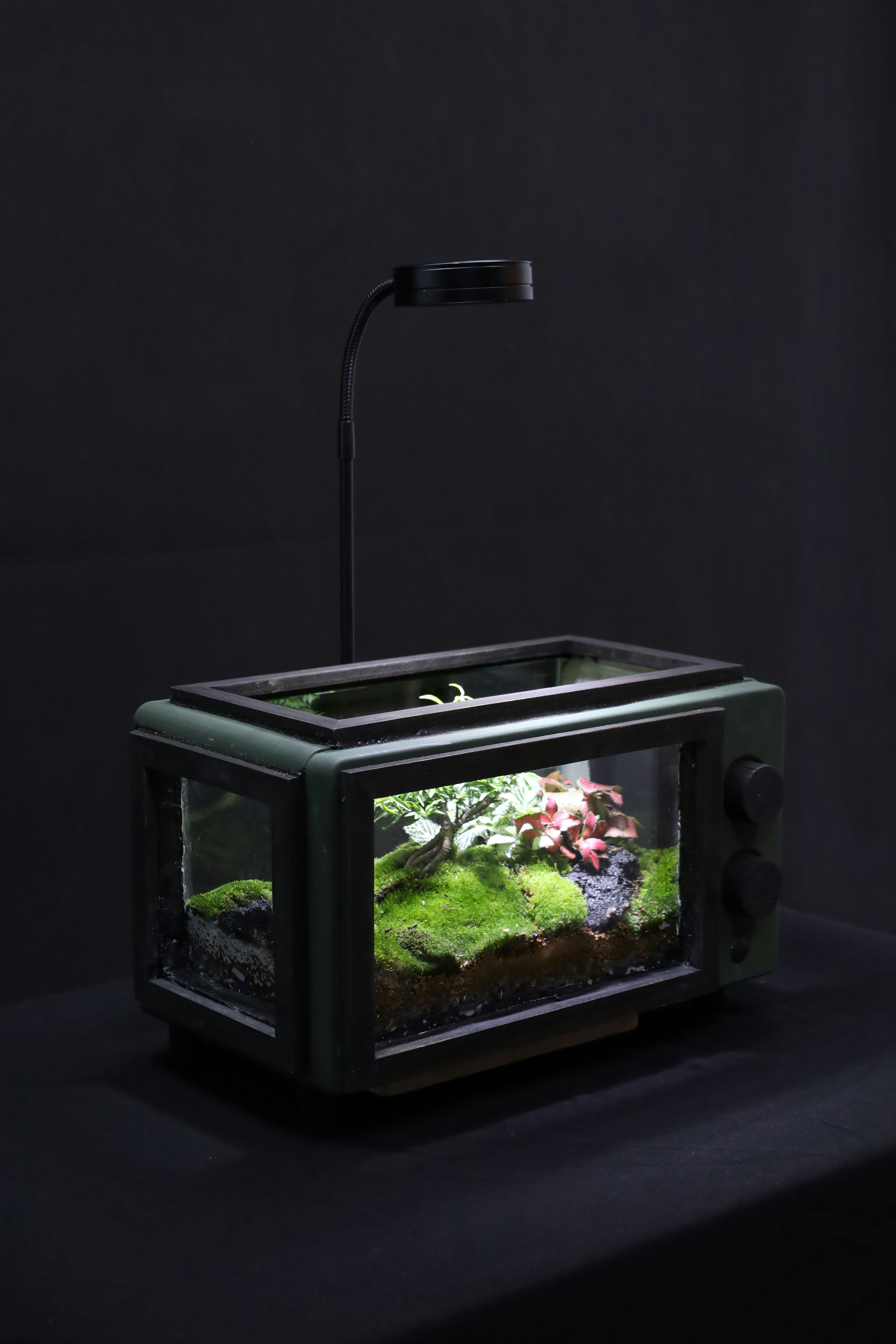 A large terrarium | Source: Unsplash