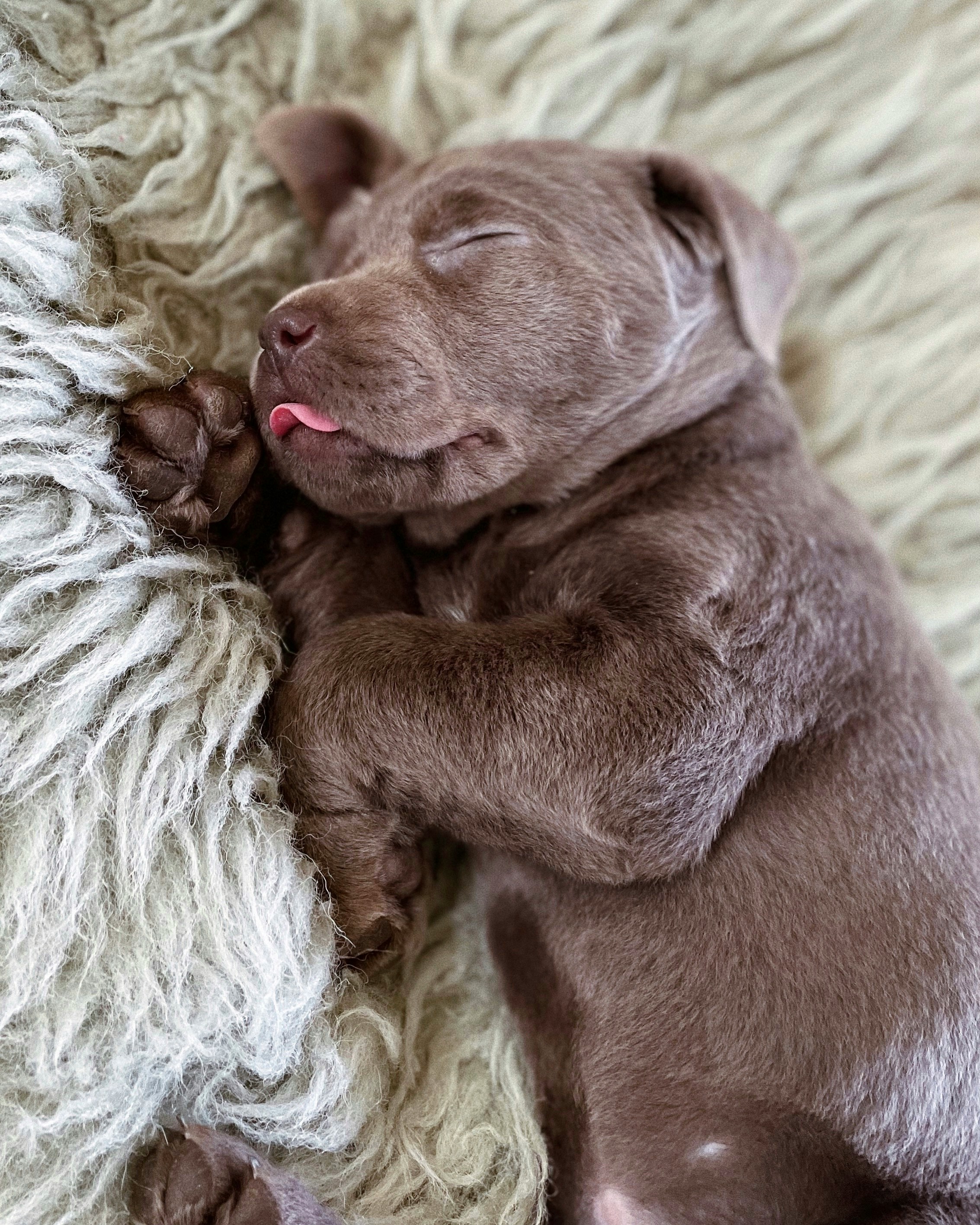 A small Labrador puppy | Source: Unsplash