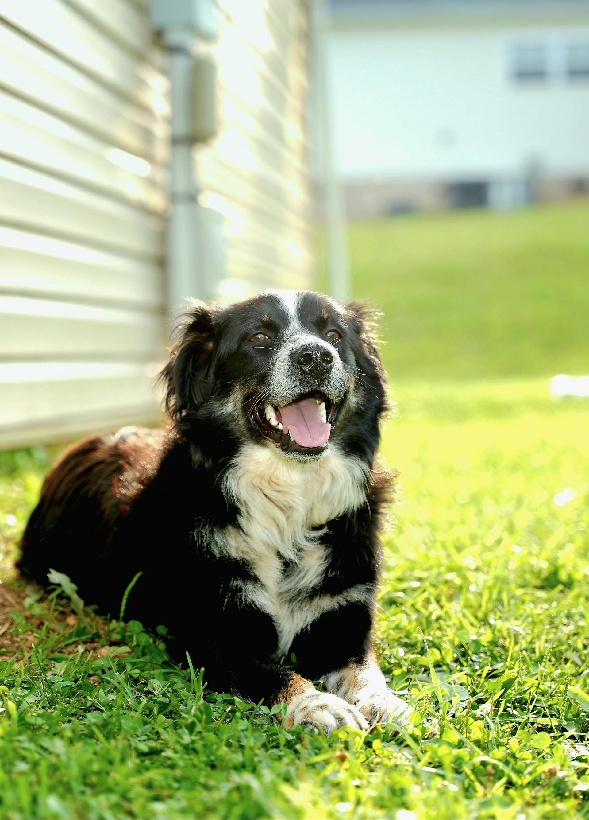 A dog sitting in the front yard of a house | Source: Pexels