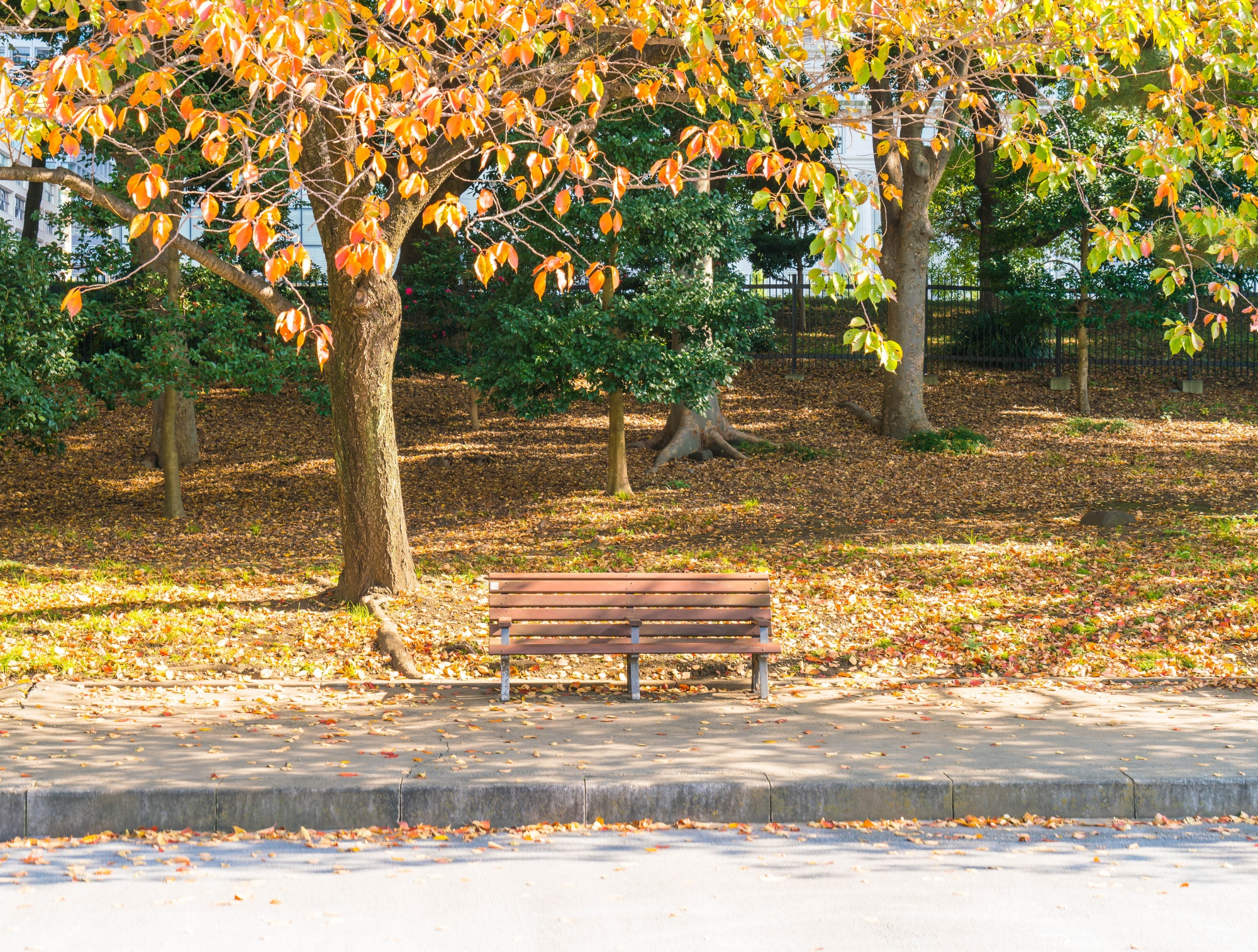 A bench in a park during the autumn season | Source: Freepik