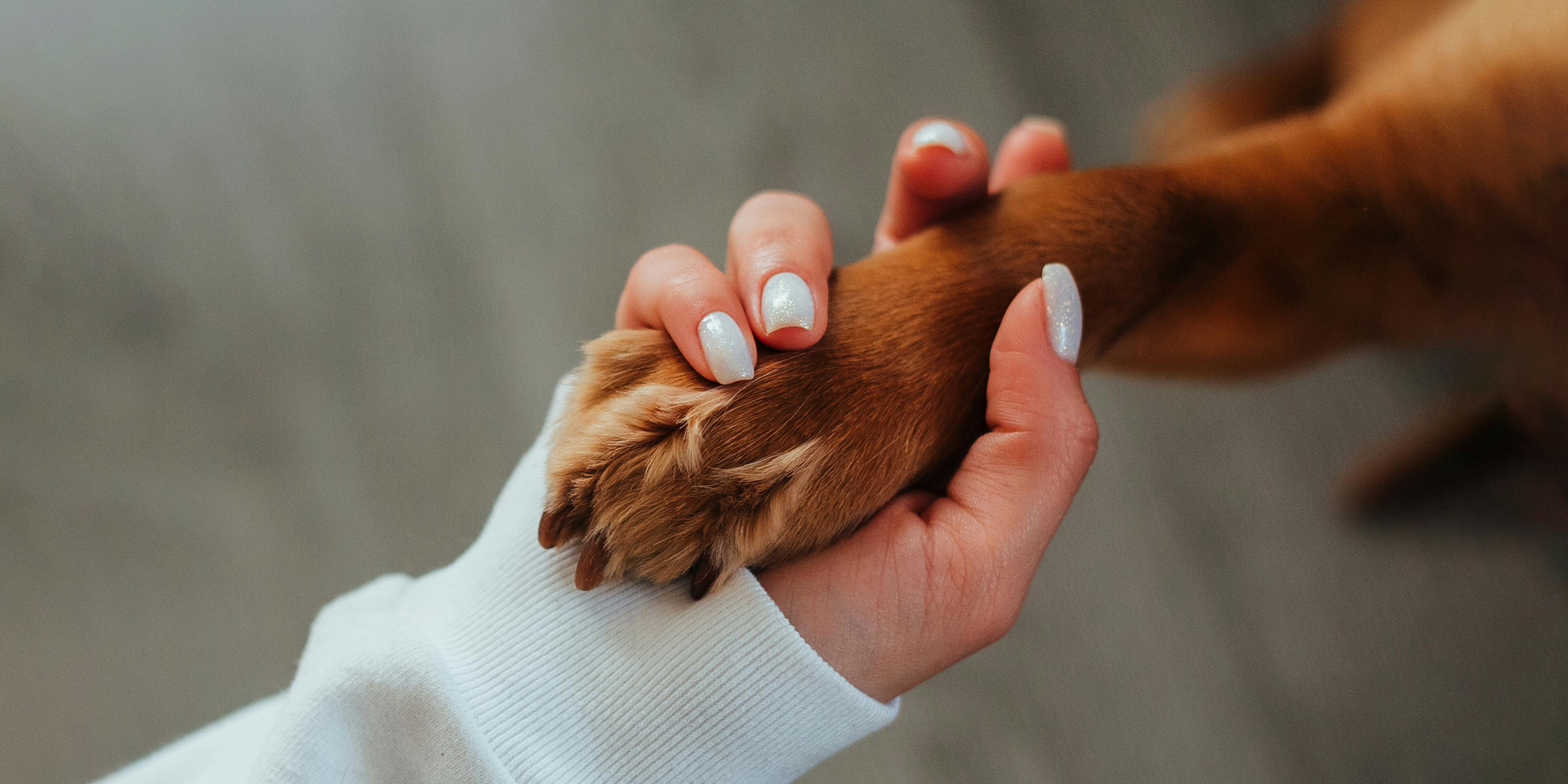 Human hand gently squeezing a dog’s paw | Source: Pexels