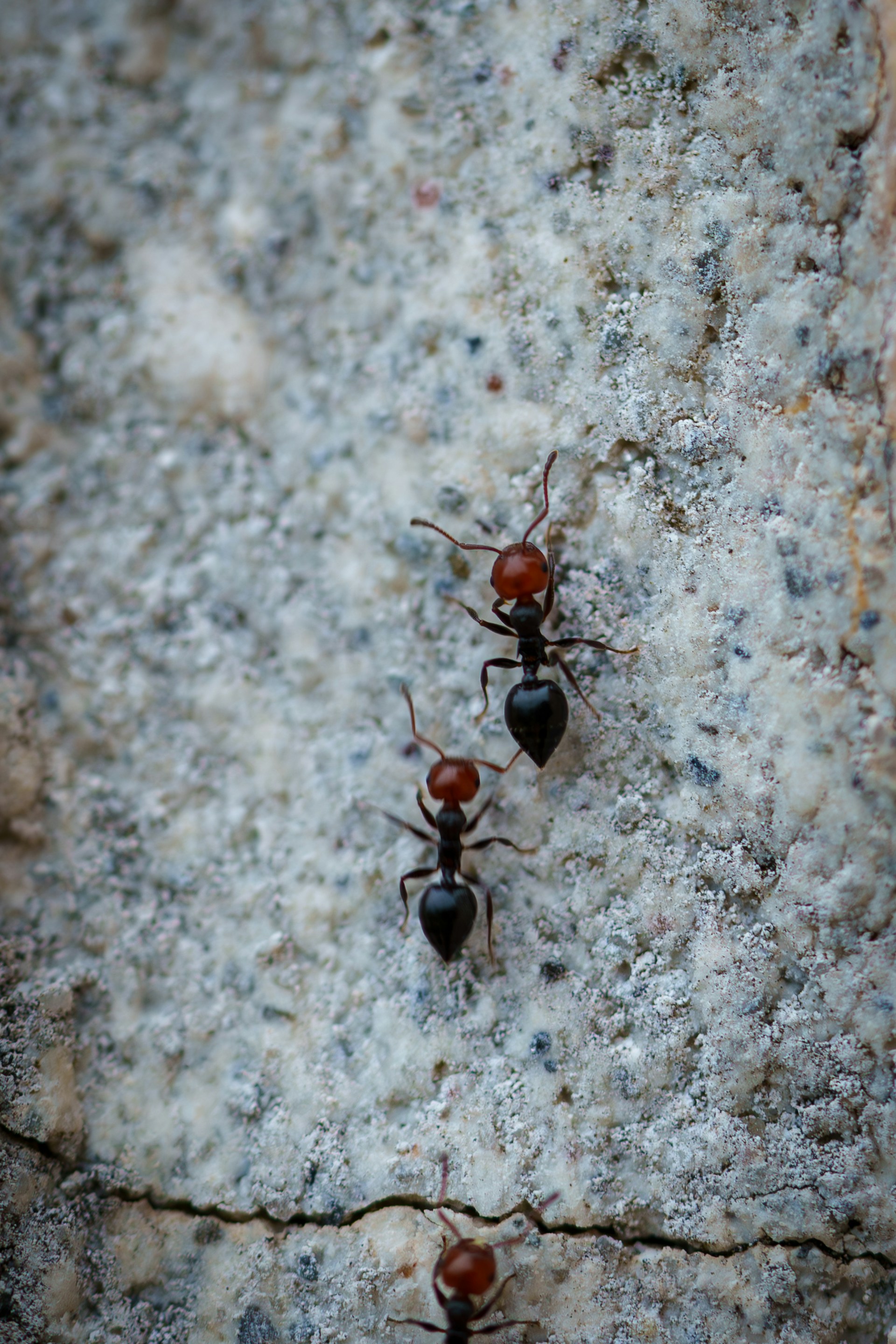Close-up shot of ants on a concrete surface | Source: Unsplash