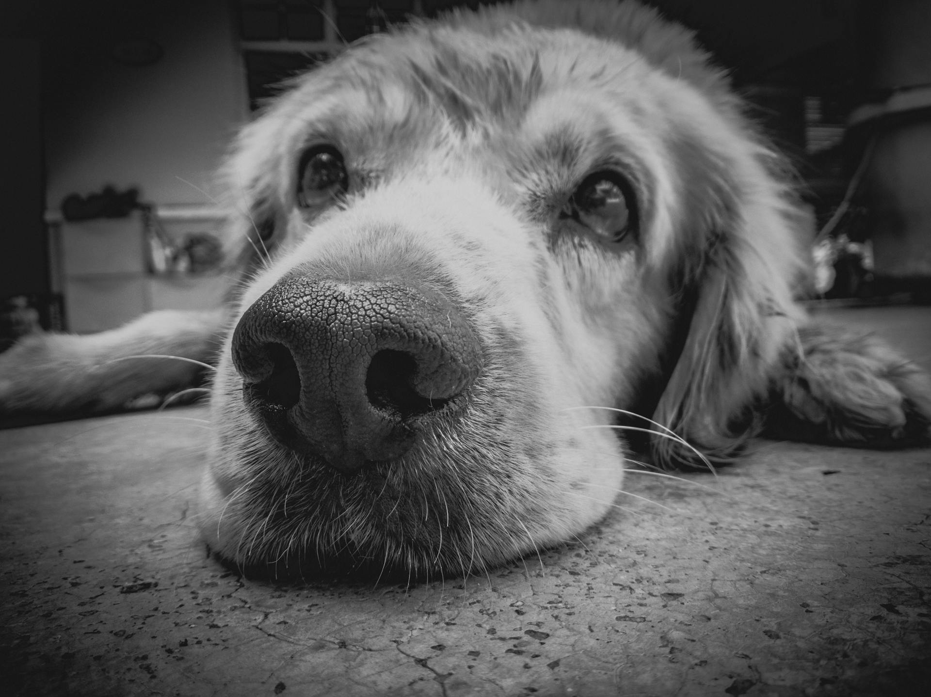 A dog staring with eyes full of hope and longing | Source: Pexels