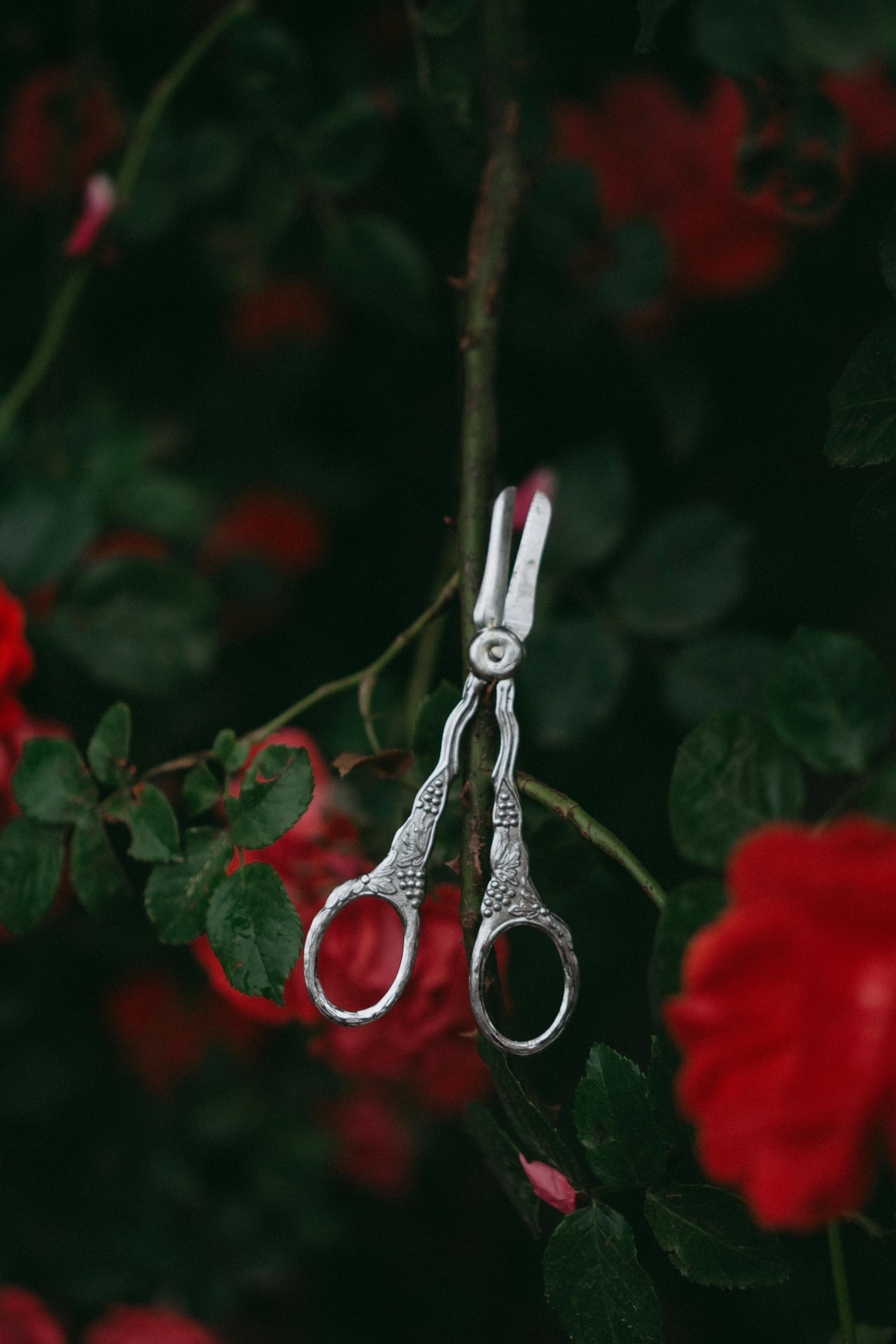 Retro scissors on rose bushes in a garden | Source: Pexels
