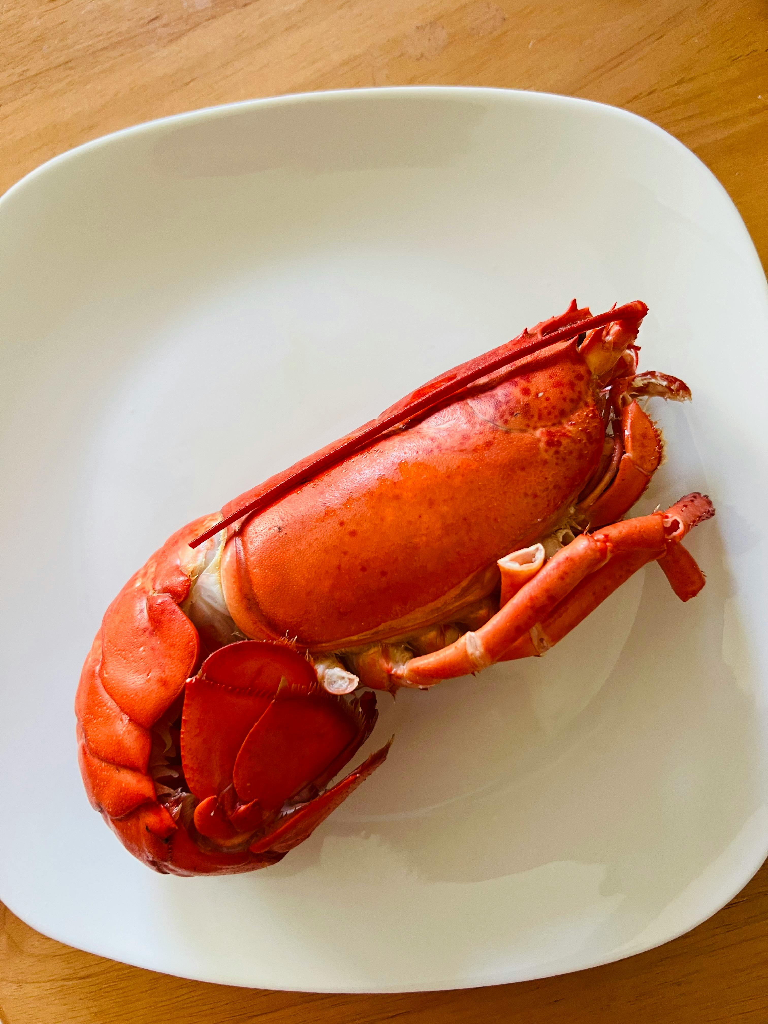 A lobster on a plate | Source: Pexels