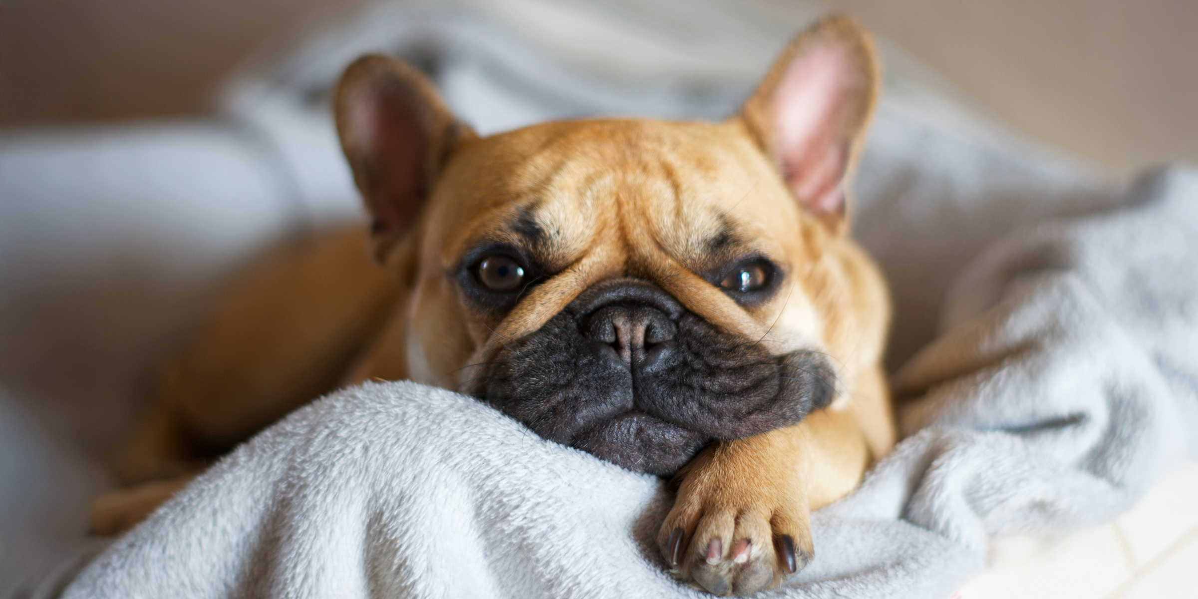 French bull dog | Source: Shutterstock