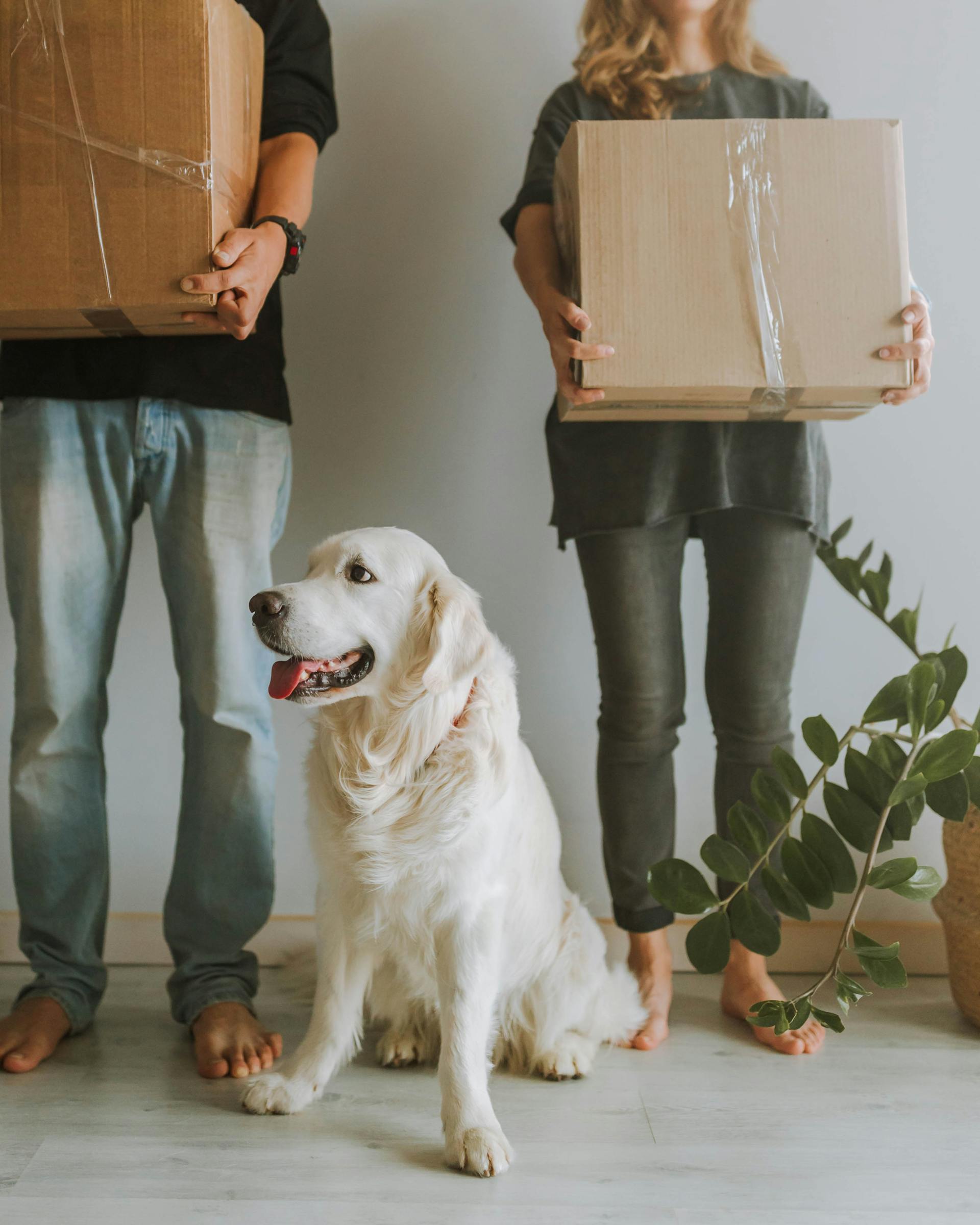 A dog sitting beside a couple holding boxes | Source: Pexels