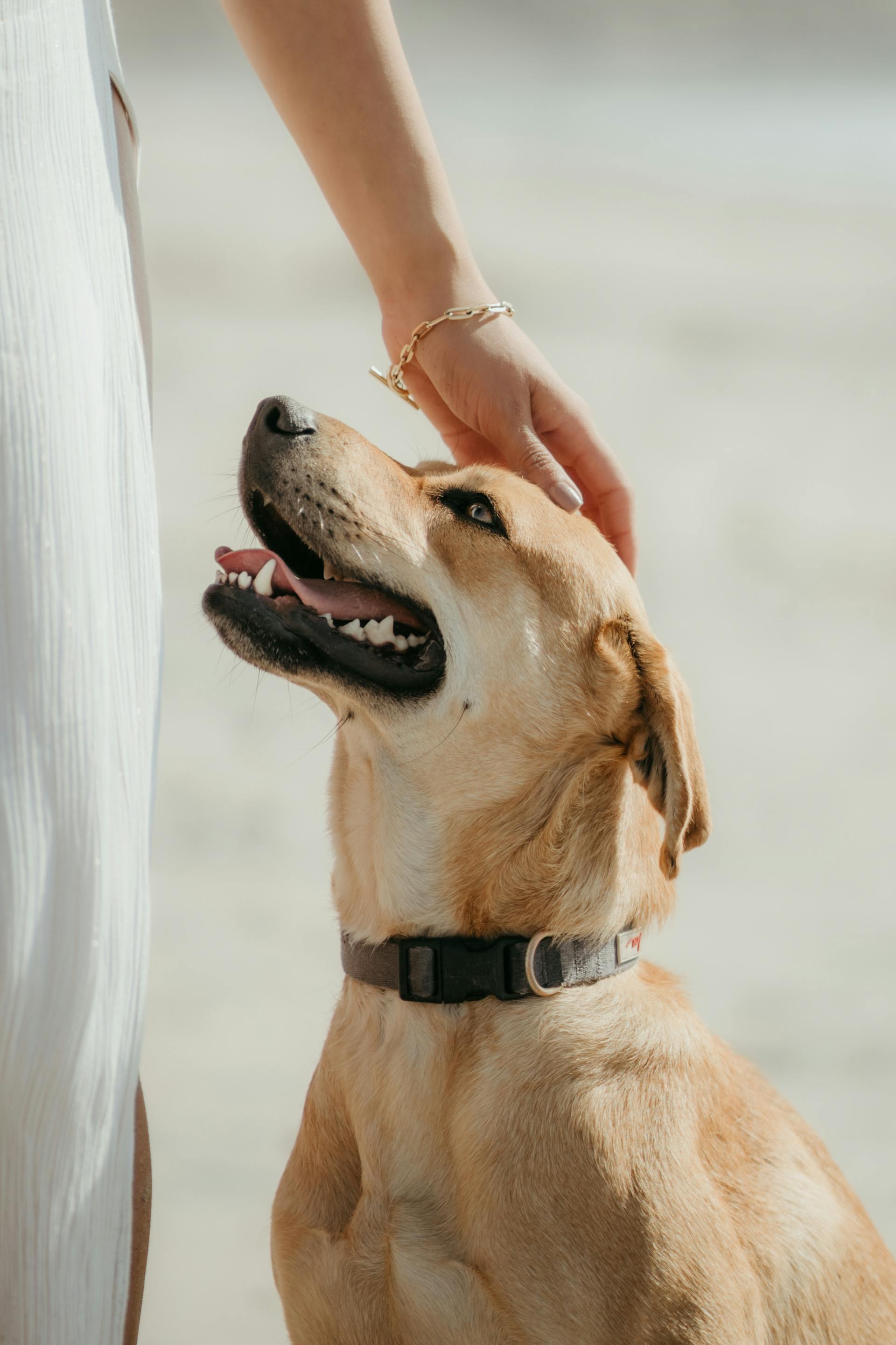 A woman petting a dog | Source: Pexels