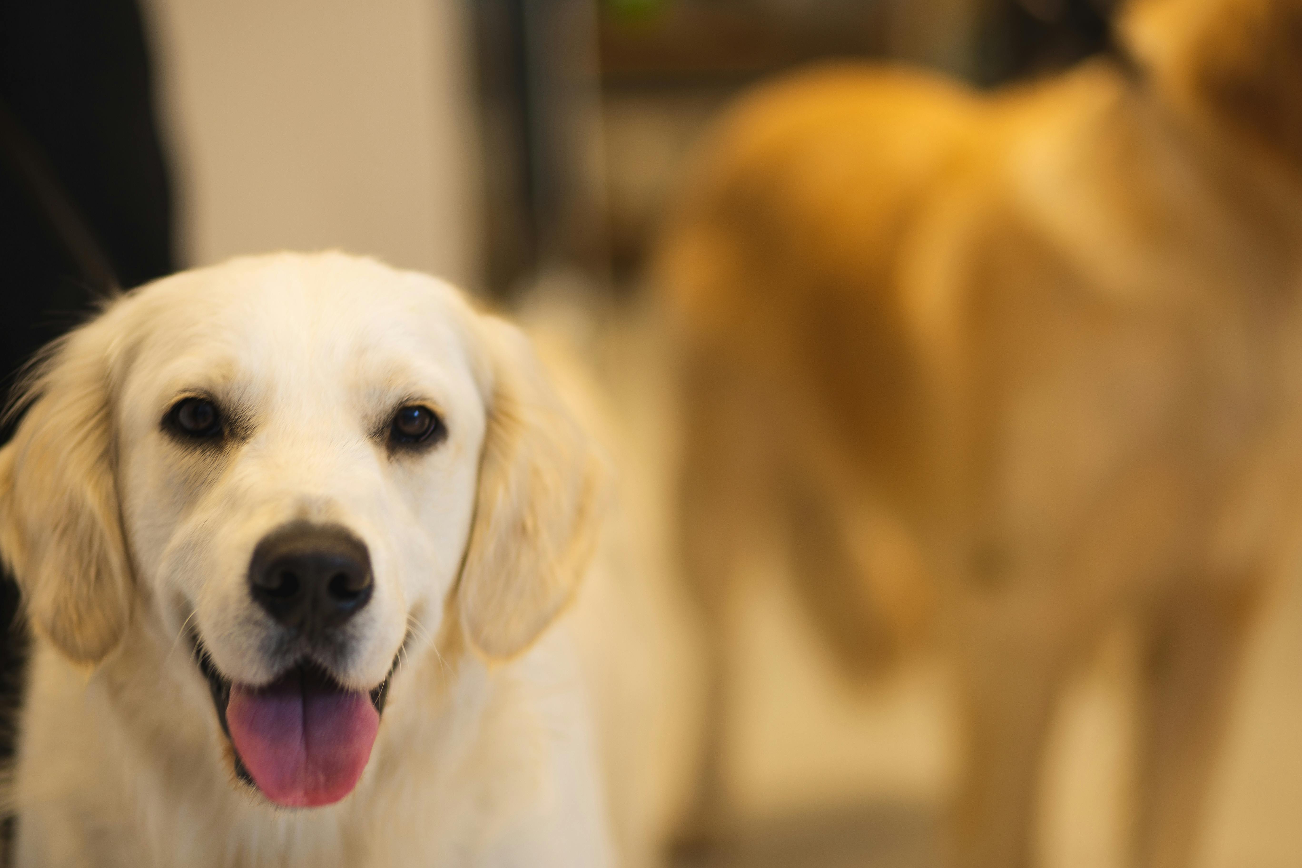 A labrador retriever panting | Source: Pexels