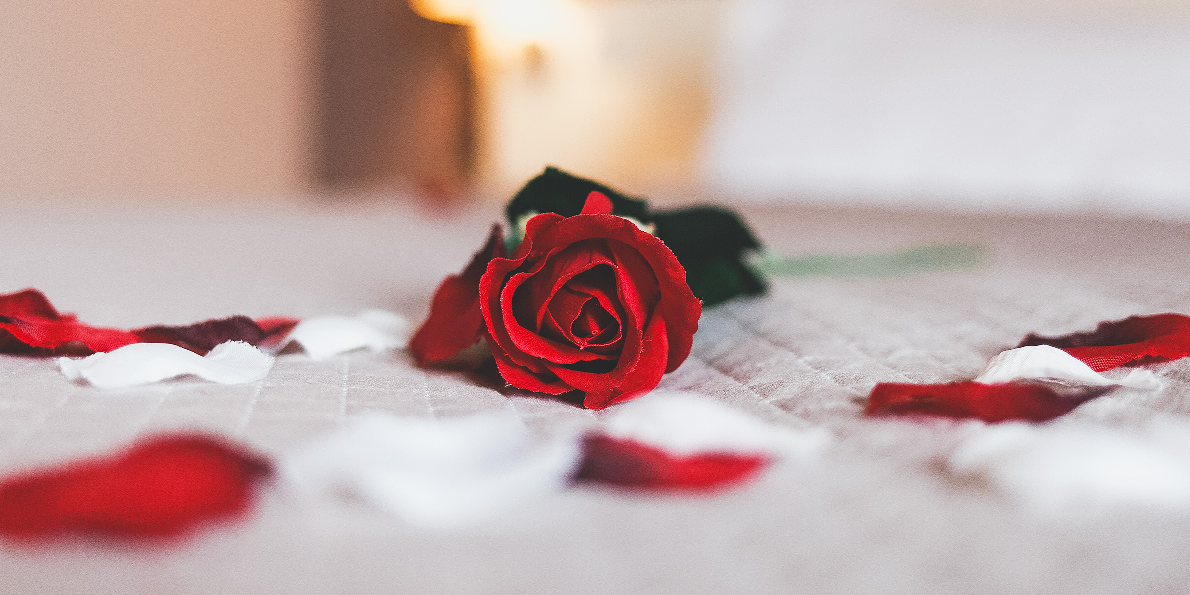 A red rose on a bed | Source: Shutterstock