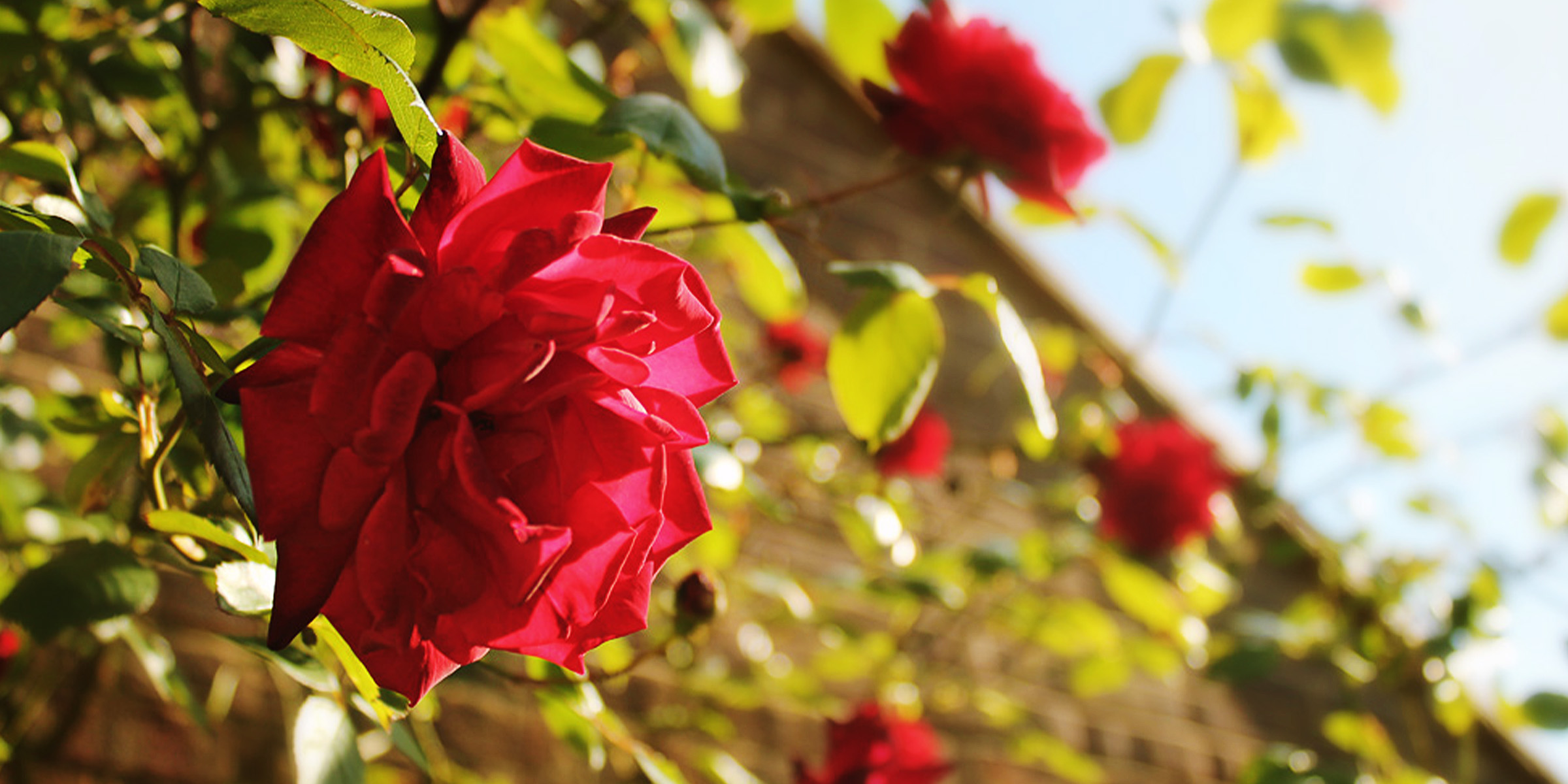 Roses in a garden | Source: Flickr