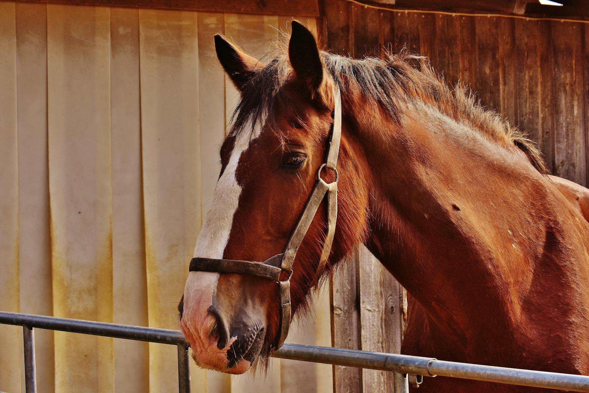 A horse standing in a stall | Source: Pexels