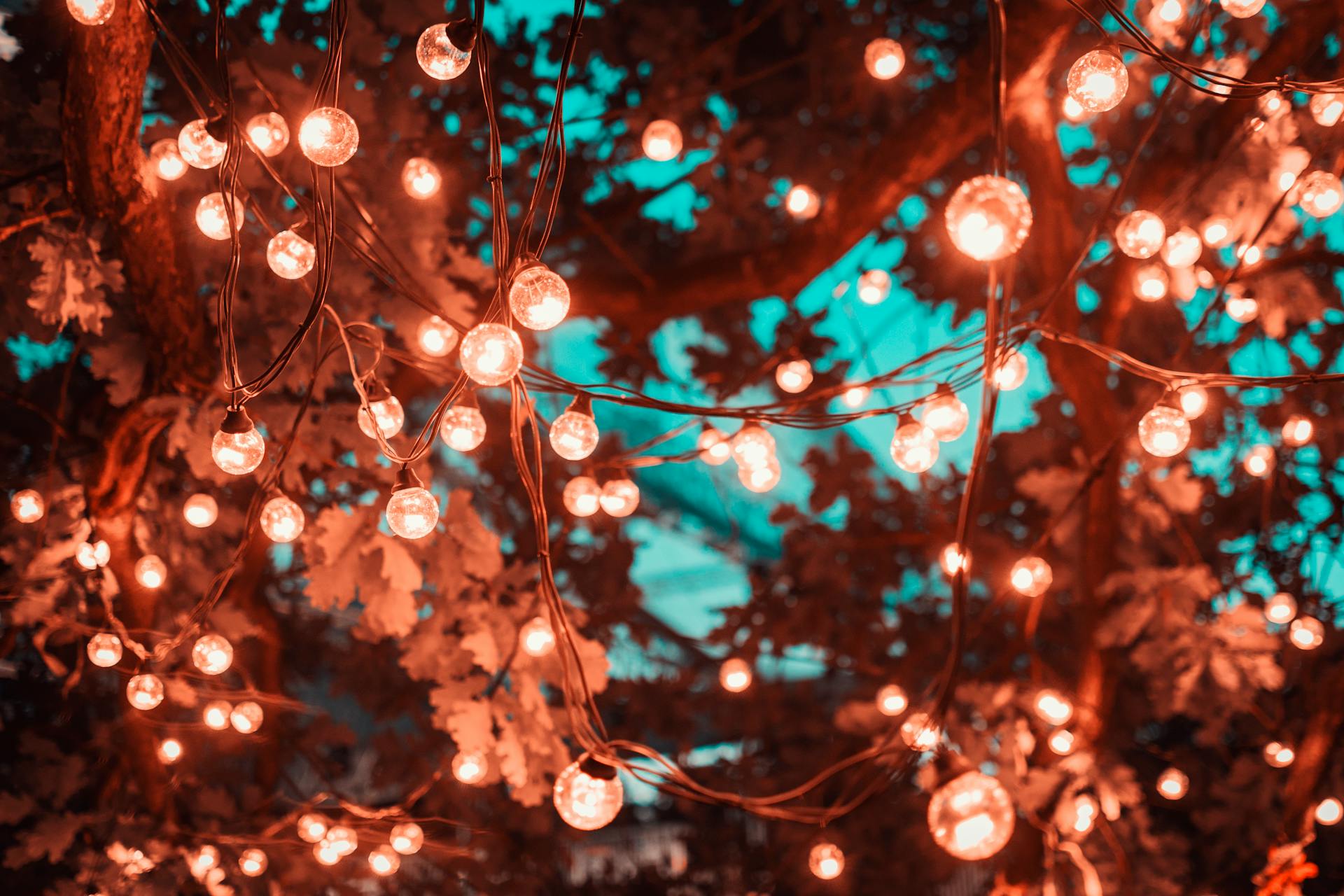 Fairy lights in a tree | Source: Pexels