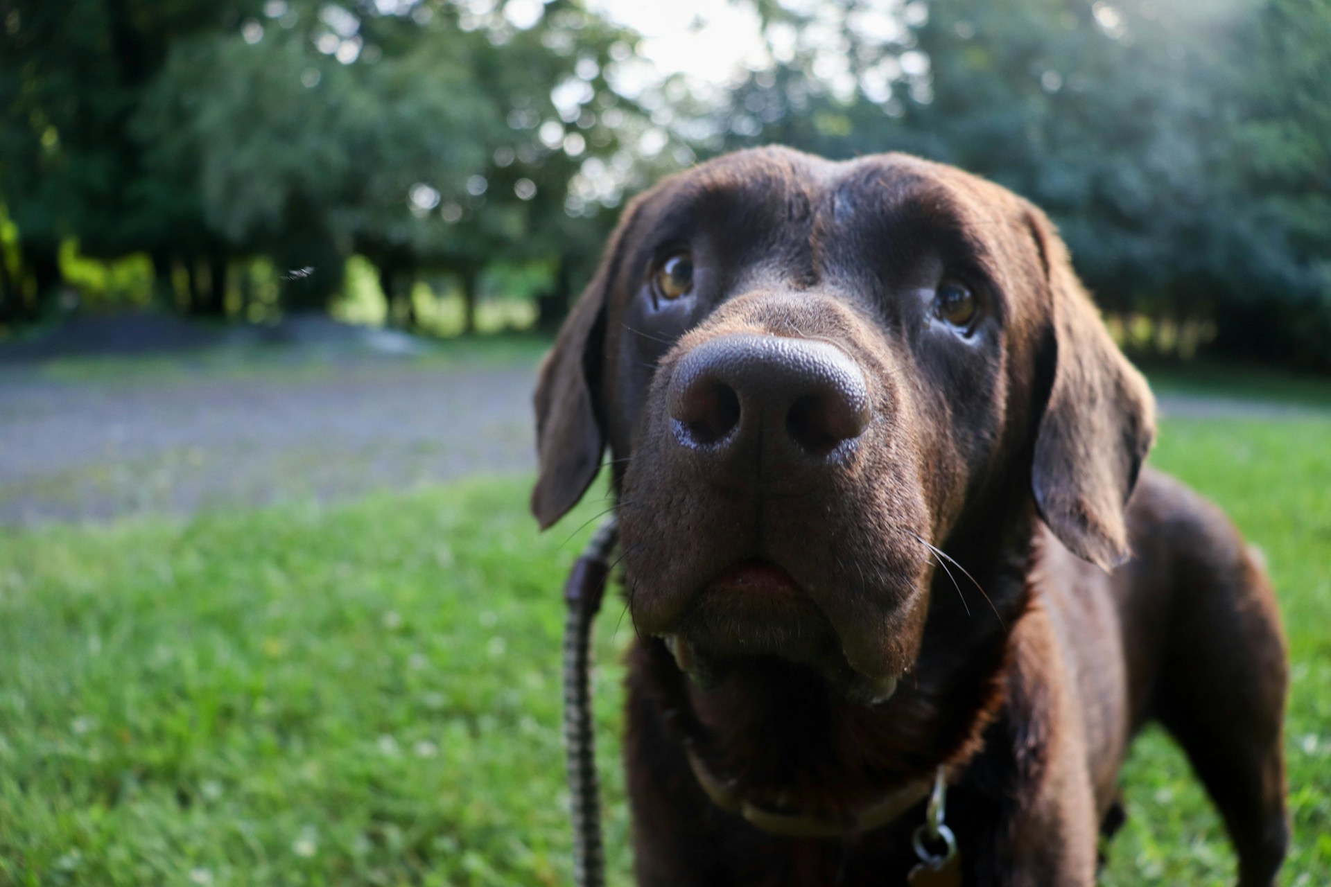 Close-up shot of a cute brown dog | Source: Unsplash