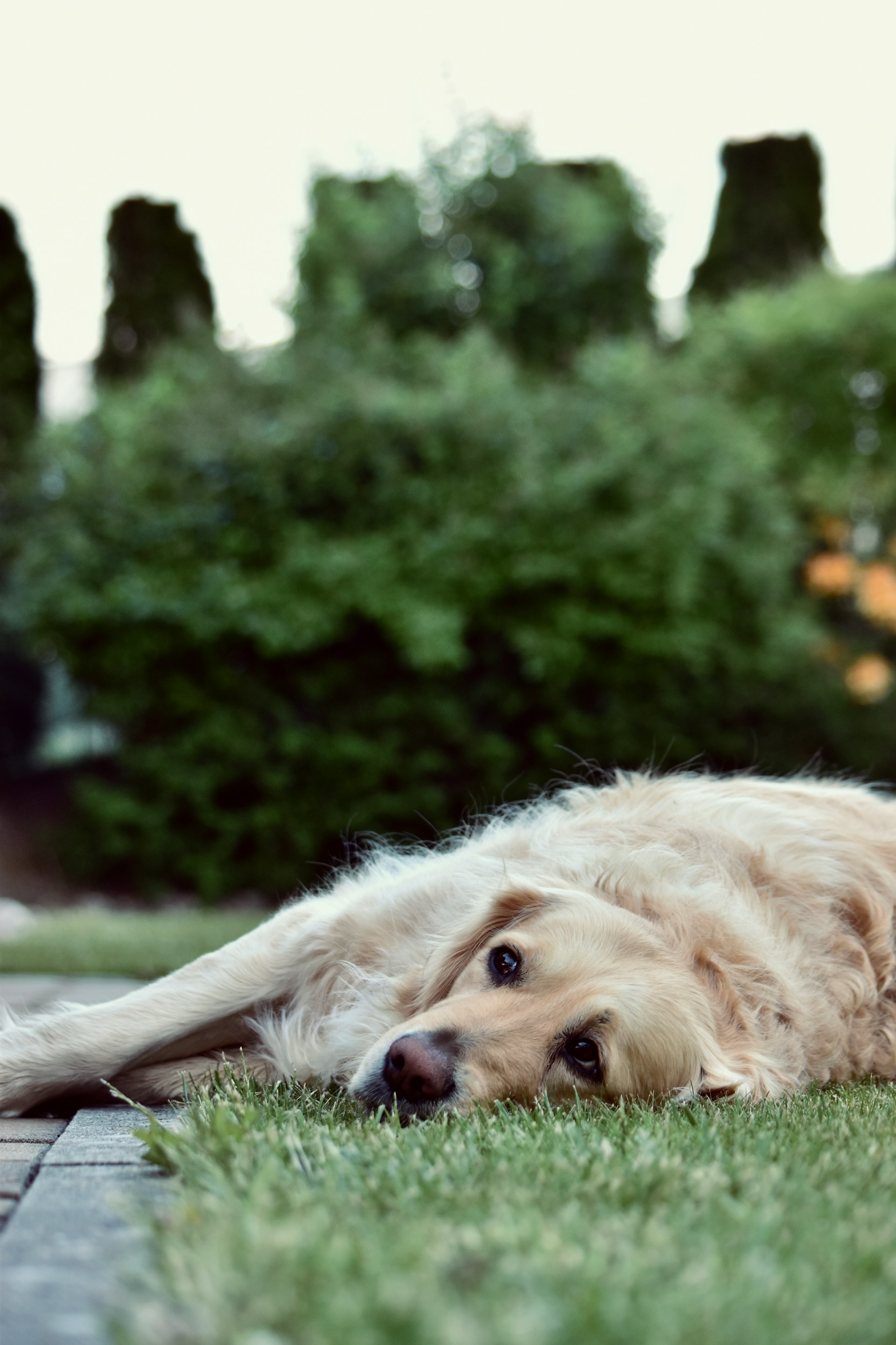 A sad dog lying on the grass beside a concrete pavement | Source: Unsplash