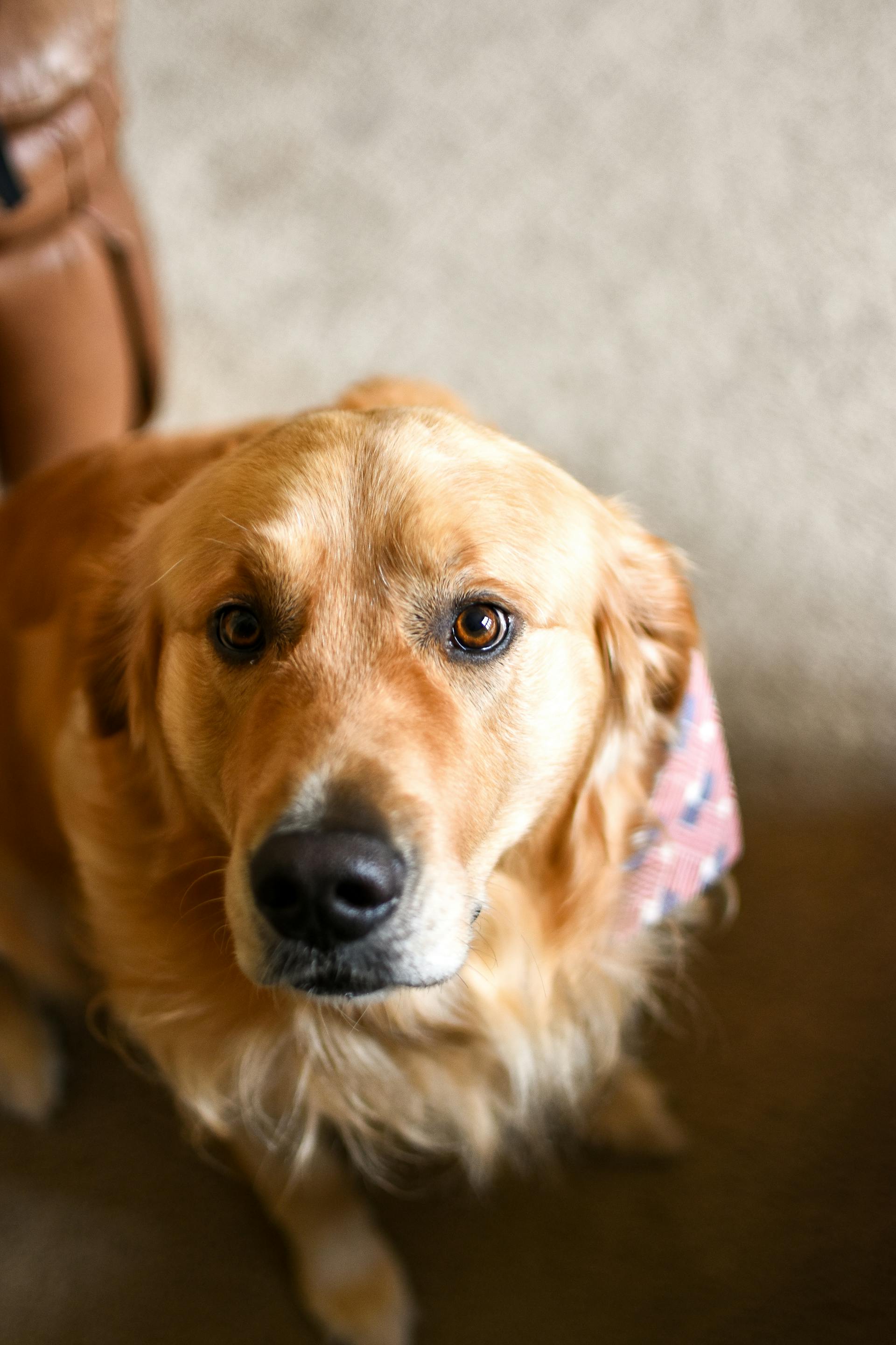 A dog looking straight ahead | Source: Pexels